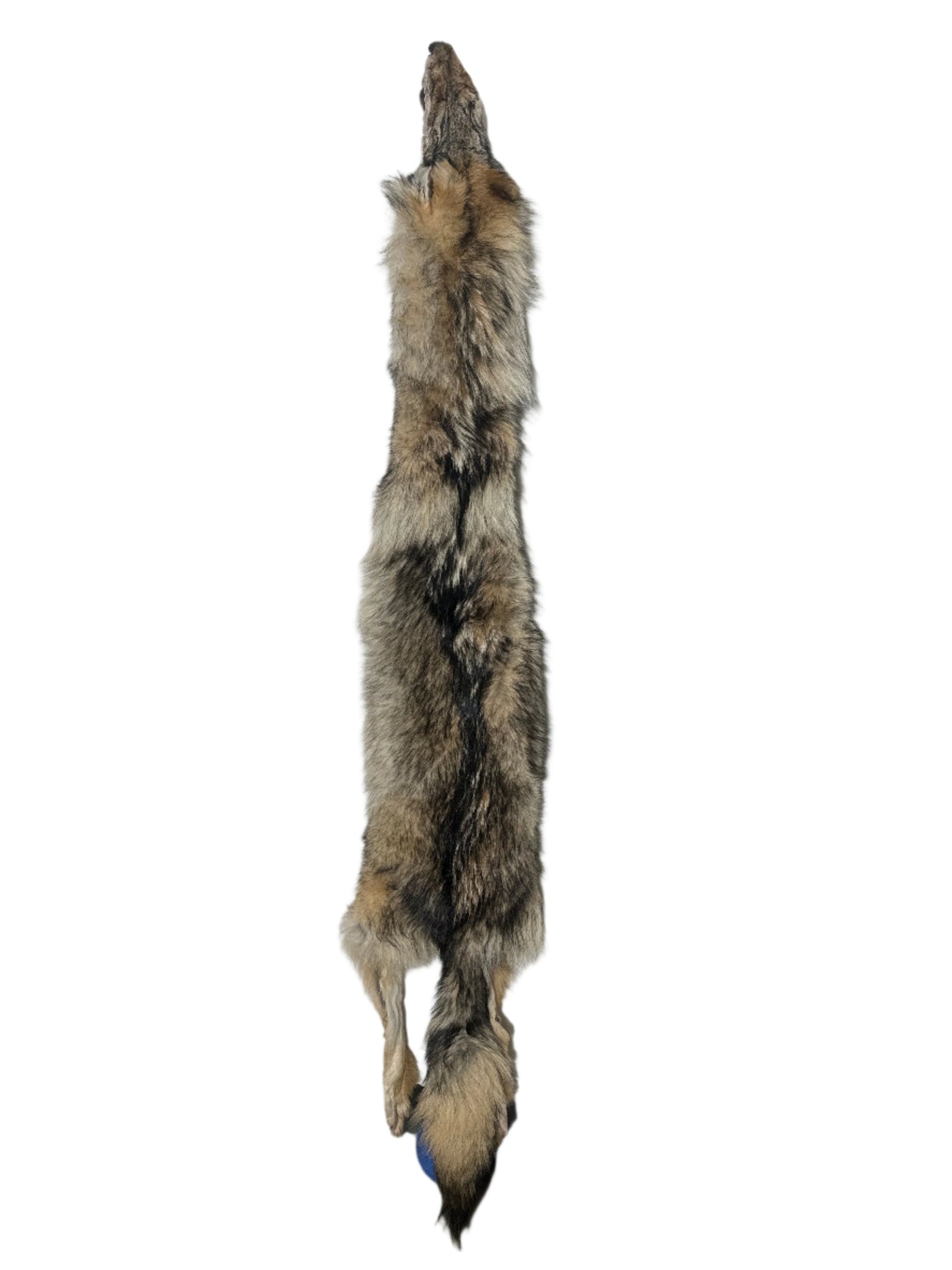 Tanned Timber Wolf No. 4 - 76" Long