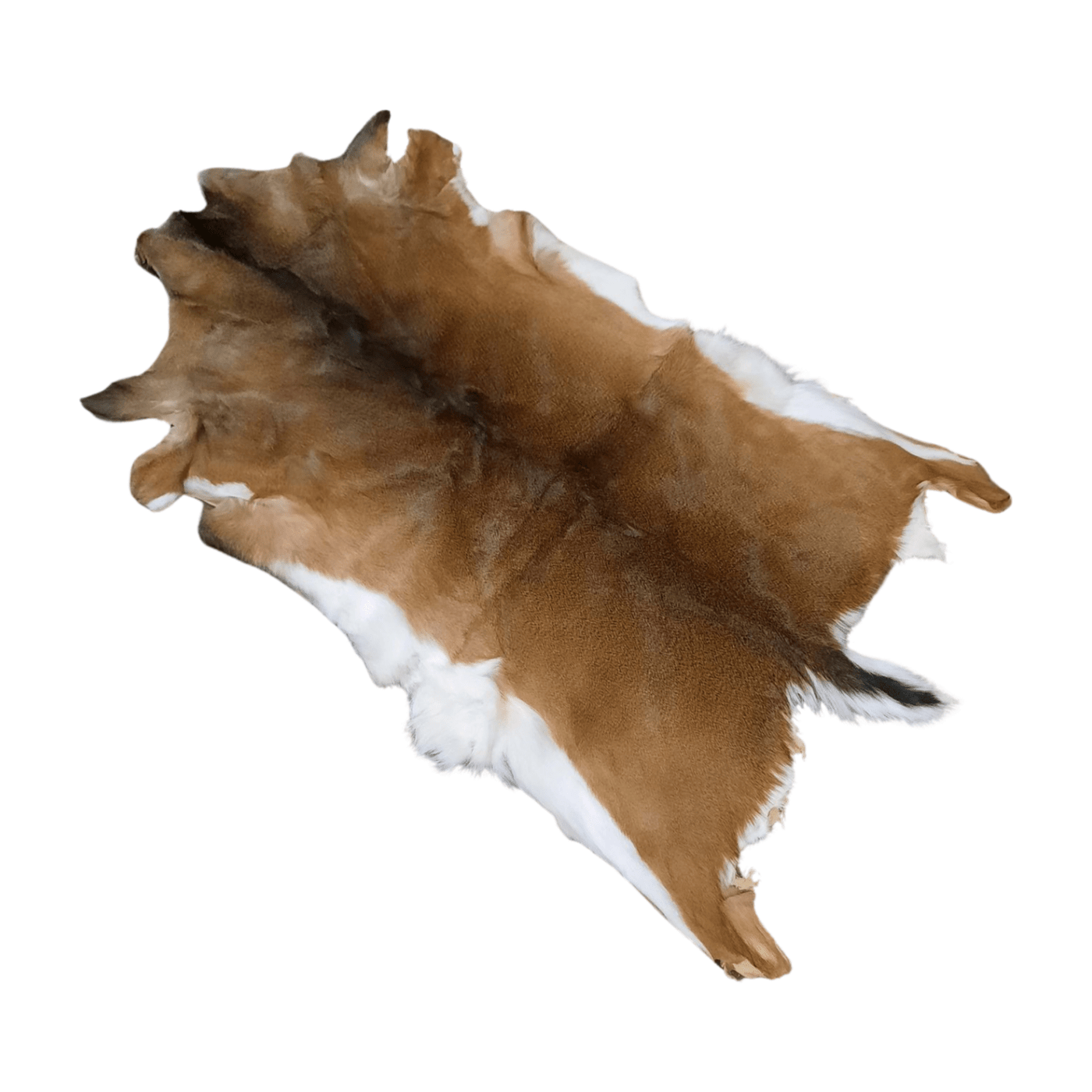 Tanned Whitetail Deer Hide