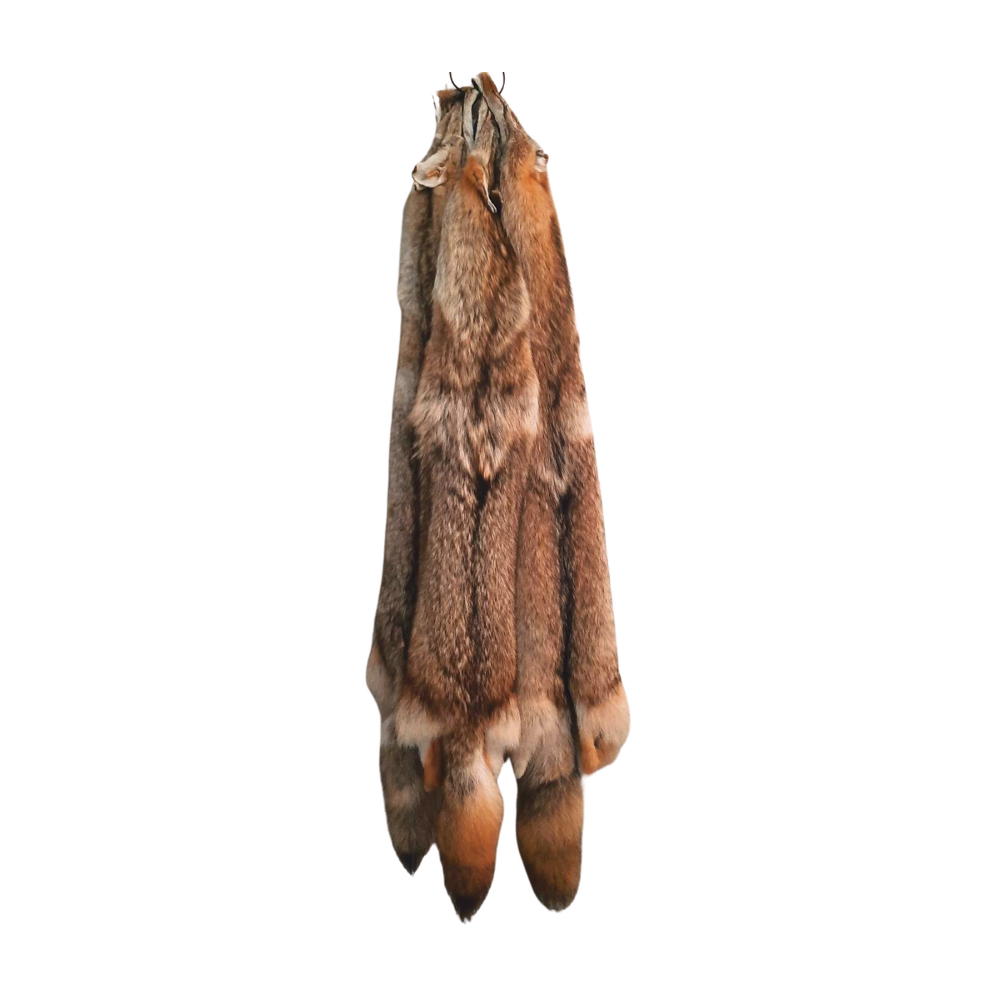 Tanned Coyote Pelt