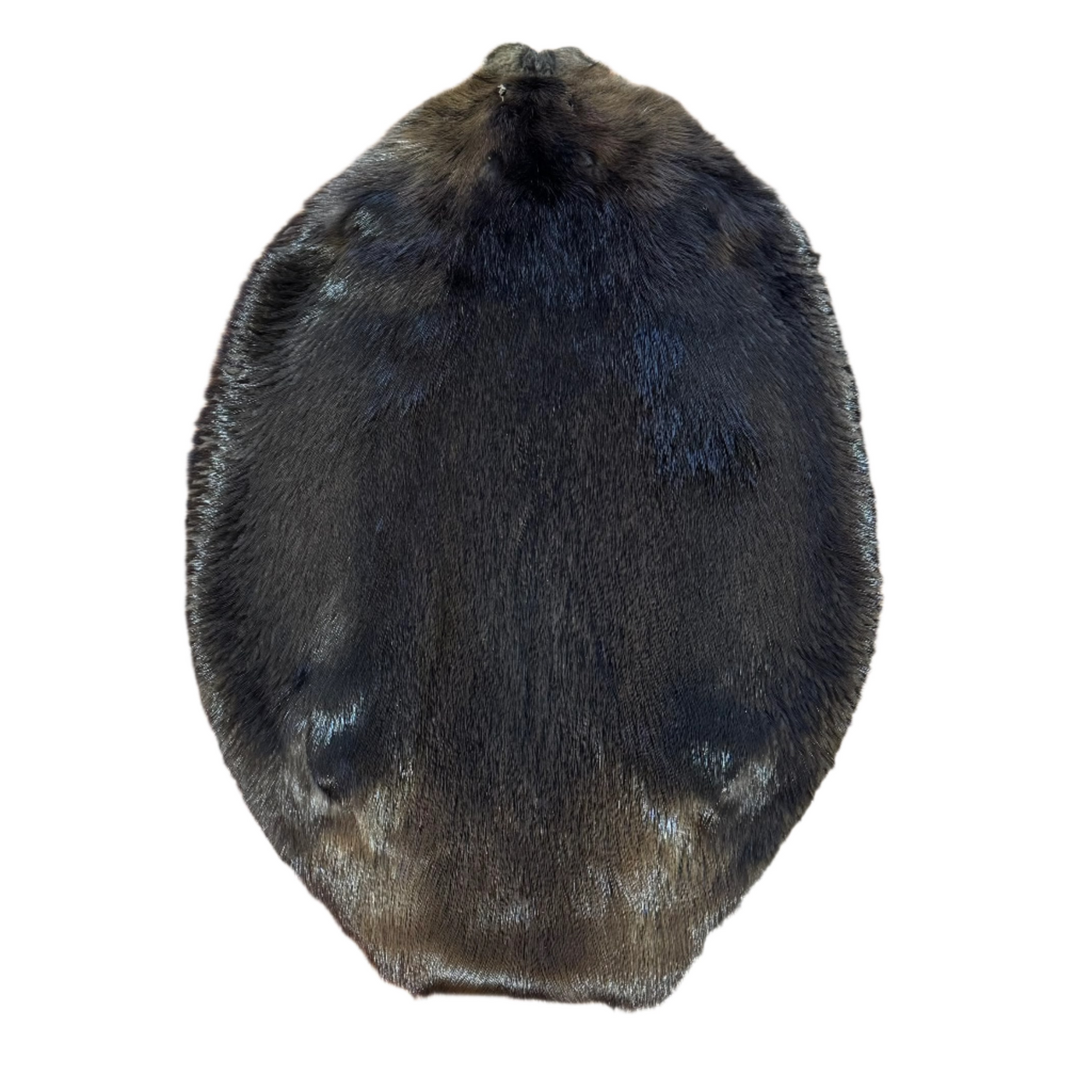 Beaver - Tanned Pelt