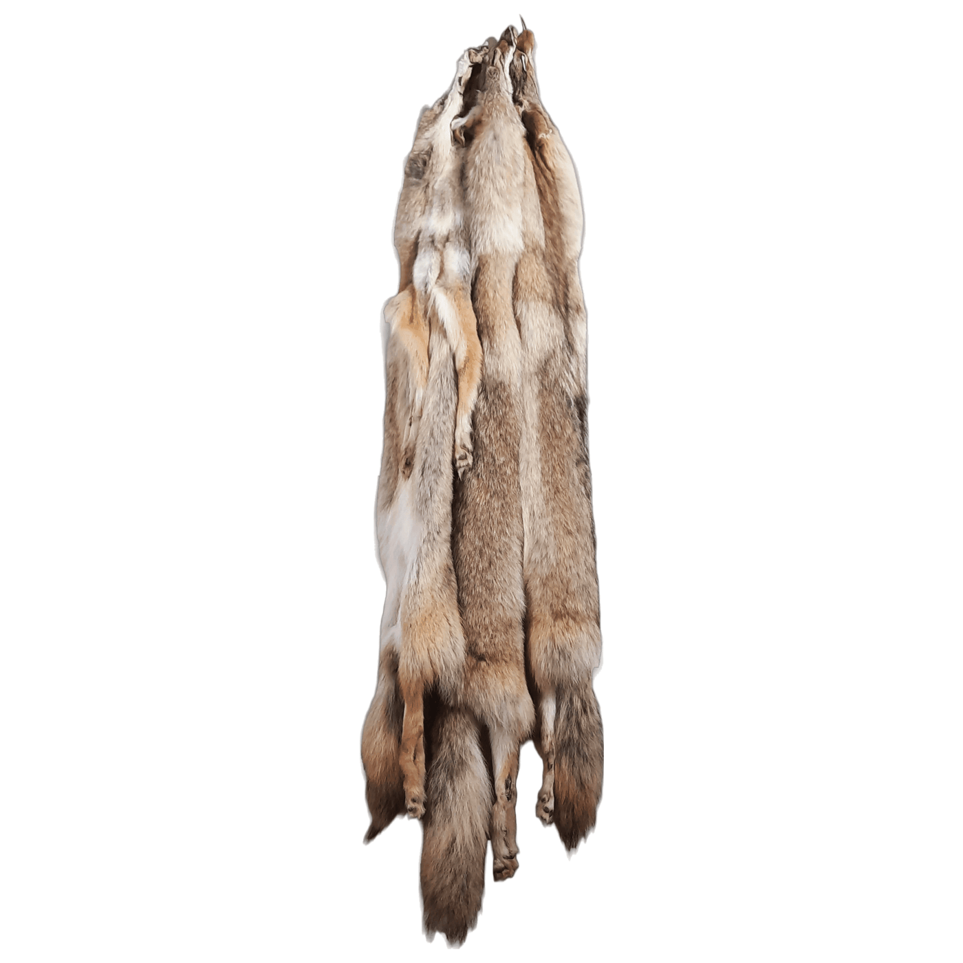 Tanned Coyote Pelt with Feet - IronTrail Trapline Supply, LLC