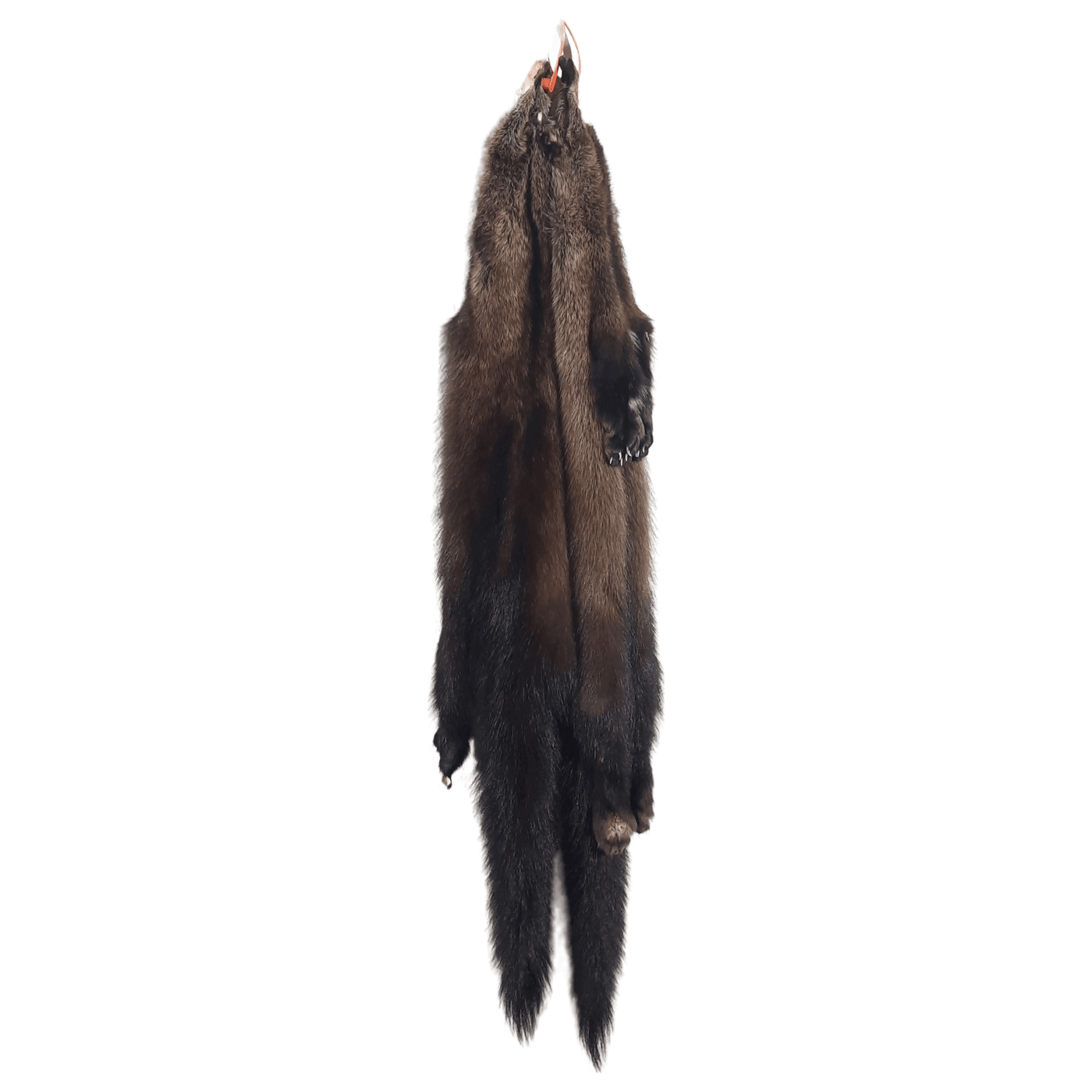 Tanned Fisher Pelt with Feet - IronTrail Trapline Supply, LLC