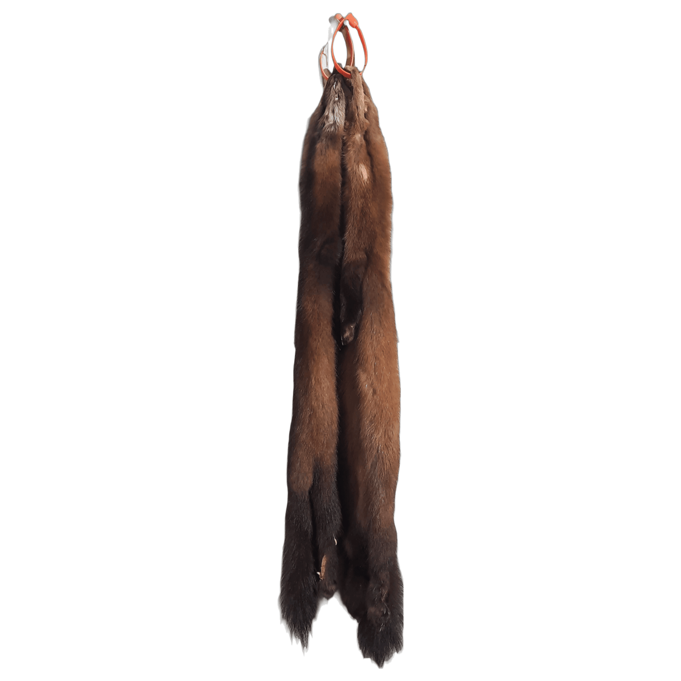 Tanned Marten Pelt - Trapping Supplies