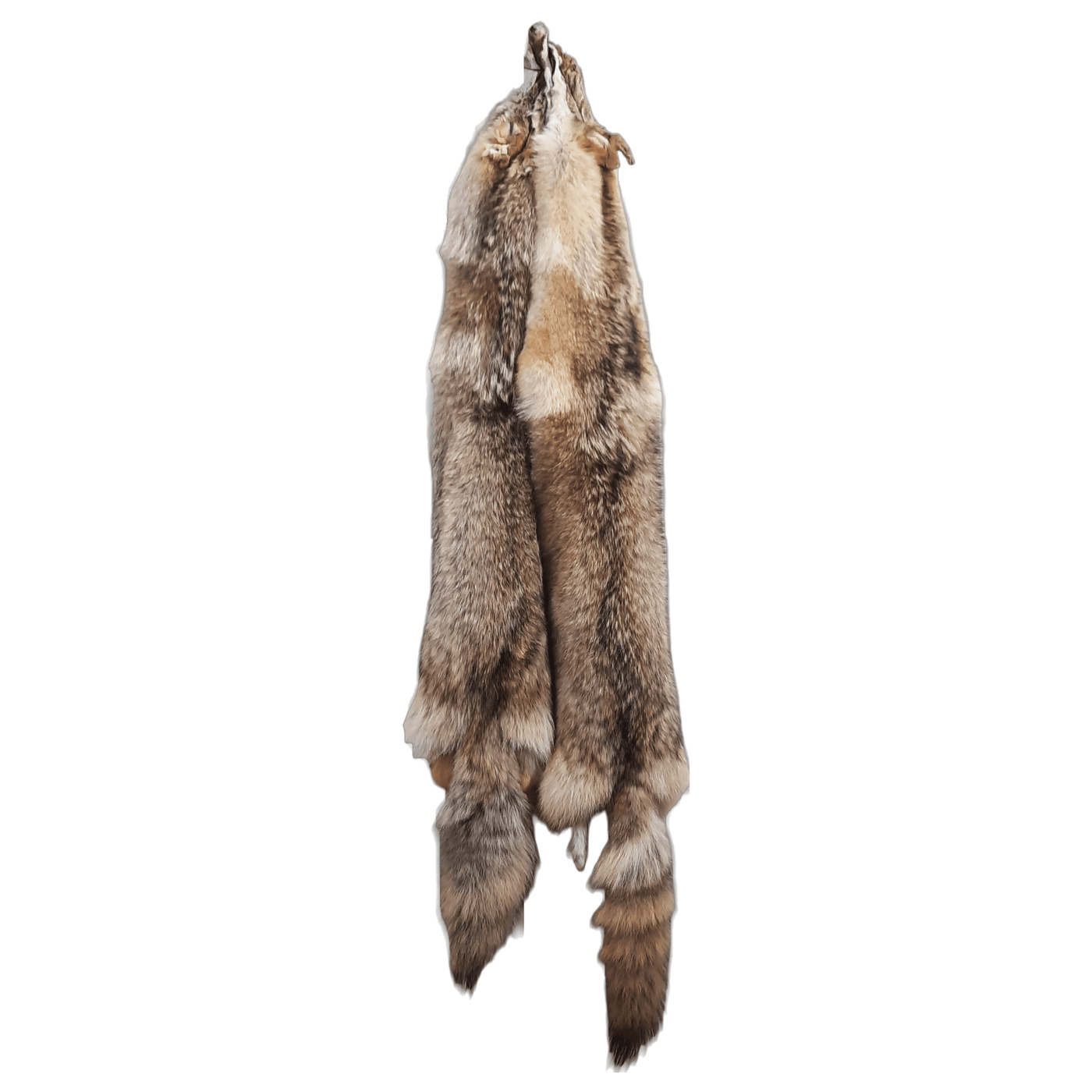 Tanned Western Heavy Coyote Pelt - IronTrail Trapline Supply, LLC